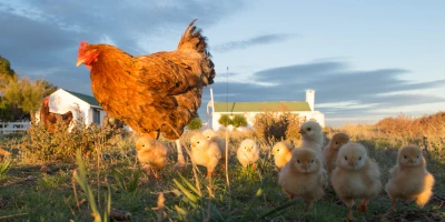 CURSO DE SEXADOR DE POLLOS: Curso Online de Sexador de Polluelos