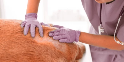 Curso Dermatología Veterinaria (Titulación Universitaria + 8 Créditos ECTS)