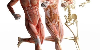 CURSO ANATOMÍA FUNCIONAL: Ejercicio Correctivo Funcional (Titulación Universitaria + 8 Créditos ECTS)