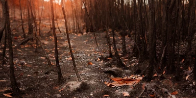 CURSO DE INCENDIOS FORESTALES EFECTOS: Curso de Incendios Forestales: Efectos Medioambientales