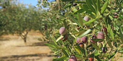 CURSO PRODUCTOS AGRARIOS: Postgrado en Manejo de Equipos para la Recolección y Transporte de Productos Agrarios