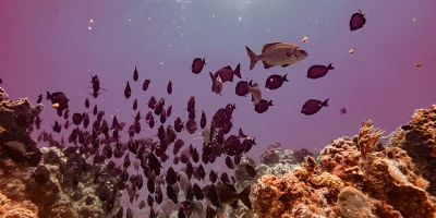 CURSO OCEANOGRAFÍA: Especialista en Medio Marino. Oceanografía Física