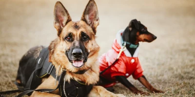CURSO CUIDADOR CANINO: Cuidador Canino para Trabajar en Residencias Caninas (Titulación Universitaria + 8 Créditos ECTS)