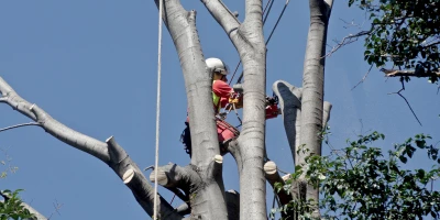 CURSO TRABAJADOR DESIGNADO EN PREVENCIÓN DE RIESGOS LABORALES: Técnico de Nivel Básico en PRL: Trabajador Designado