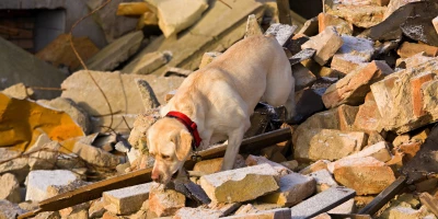 Técnico de Unidad Canina de Rescate y Salvamento de Víctimas