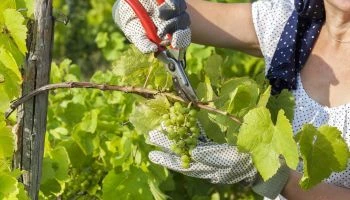 Curso en Vitivinicultura