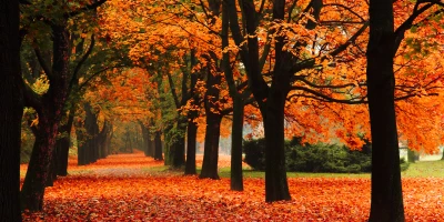 CURSO EN REFORESTACIÓN: Especialista en Reforestación y Selvicultura en Espacios Naturales