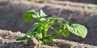 CURSO DE TOPOGRAFÍA AGRARIA: Curso en Topografía Agraria 