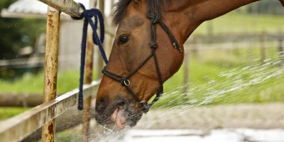 MAESTRÍA DE FISIOTERAPIA EQUINA: Maestría en Rehabilitación y Fisioterapia Equina