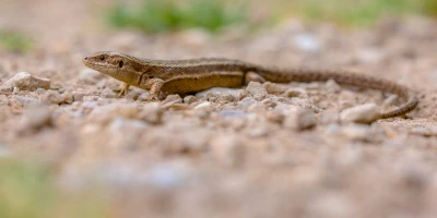 MASTER ANIMALES EXÓTICOS: Master en Asistencia a la Atención Clínica en Centros Veterinarios con Especialidad en Animales Exóticos + Titulación Universitaria (+8 Créditos ECTS)