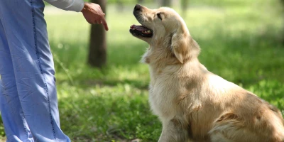 MÁSTER UNIDAD CANINA: Master en Unidad Canina de Intervención: Experto en Rastreo, Salvamento de Personas y Detección e Intervención con Drogas y Explosivos