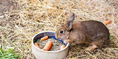 MF0282_2 Producción de Conejos para Reproducción y Obtención de Carne