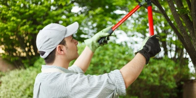 CURSO ONLINE DE VIVEROS PLANTAS: MF1492_3 Gestión de las Operaciones de Propagación de Plantas en Vivero