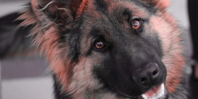 CURSO ADIESTRAMIENTO CANINO PARA VIGILANCIA: Adiestramiento de Perros para Defensa y Vigilancia