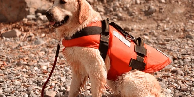 CURSO MF1757_3: Adiestramiento de Perros para Detección, Búsqueda, Salvamento y Rescate de Víctimas