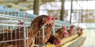 CURSO DE MANEJO DE AVES: UF0017 Proceso de Fecundación y Operaciones de Recepción y Manejo de Aves y Huevos