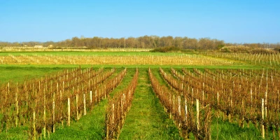 CURSO ORGANIZACIÓN DE LA EMPRESA AGRARIA: UF0392 Organización y Gestión de la Empresa Agraria