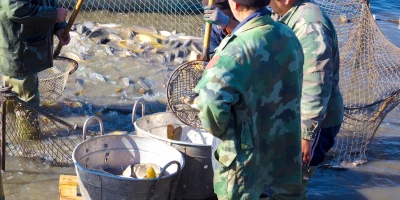 CURSO DE ELABORACIÓN DE CONGELADOS DE PESCADO: UF1226 Elaboración de Congelados de Productos de la Pesca