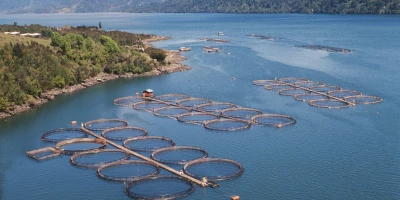 CURSO DE PROCESADO DE PESCADO: UF2536 Procesado de Pescados y Mariscos