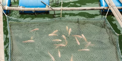 CURSO DE MÉTODOS DE CONSERVACIÓN DE PESCADOS Y MARISCOS: UF2537 Conservación de Pescados y Mariscos