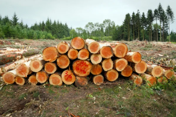 Cosa si intende per gestione forestale
