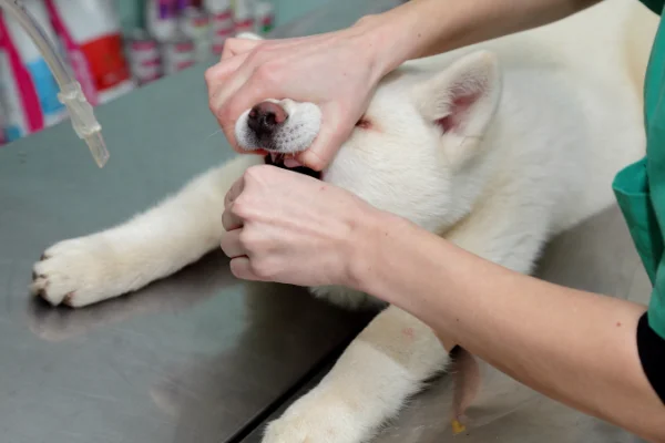 specialità veterinarie