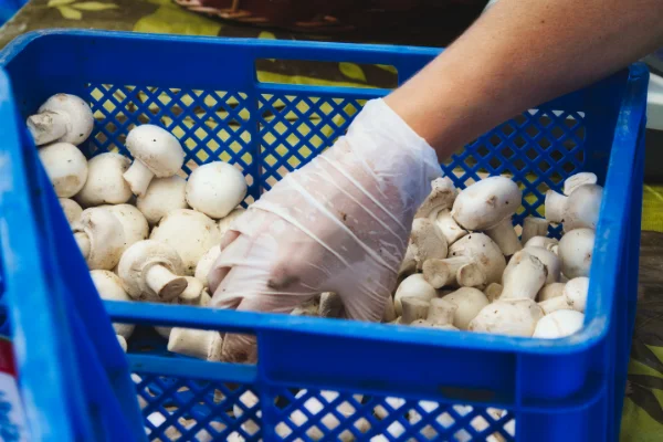 donde se saca el carnet de manipulador de alimentos