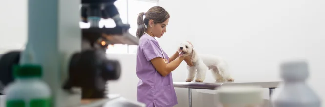 Urgencias veterinarias: ¿qué hacer para proteger a tu mascota?