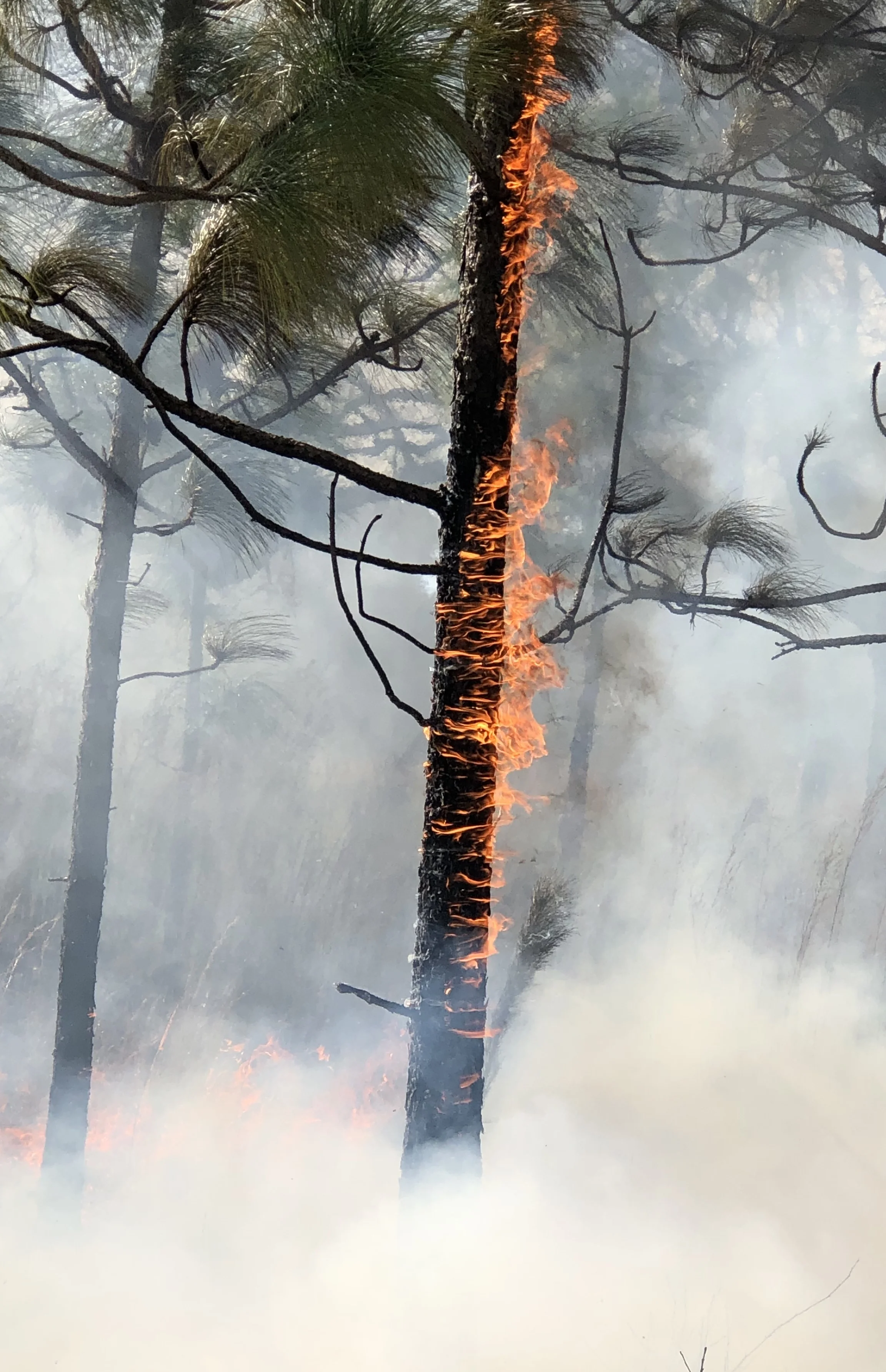 Perché si verificano gli incendi boschivi?