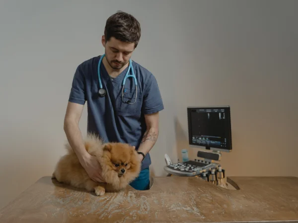 Quanto dura il corso di medicina veterinaria?