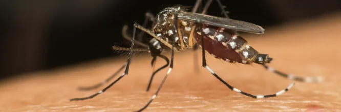 Aedes aegypti