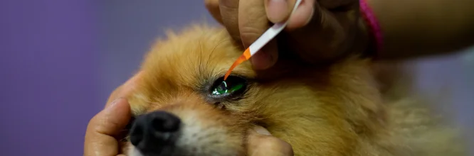 Úlcera Corneal en perros: qué es y cómo tratarla 