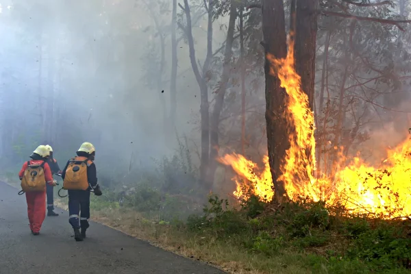 Cursos de incendios forestales