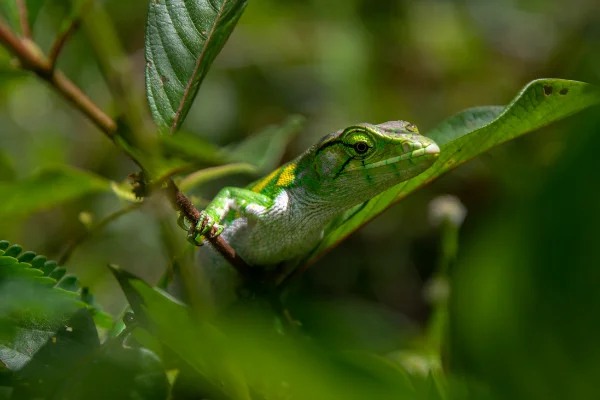 5 ejemplos de biodiversidad