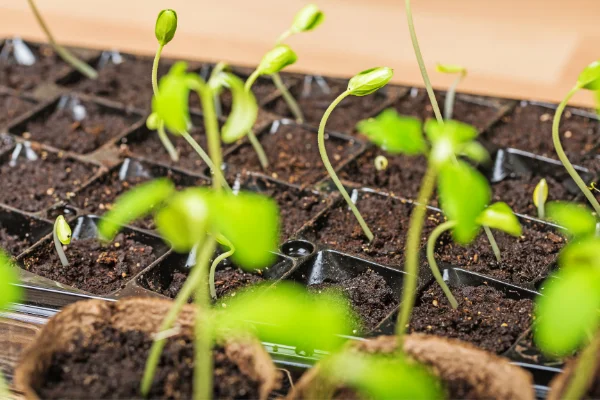 Descubre cómo hacer un semillero casero