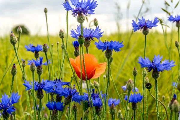 5 ejemplos de biodiversidad