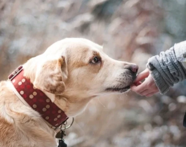 studiare veterinario online gratuitamente