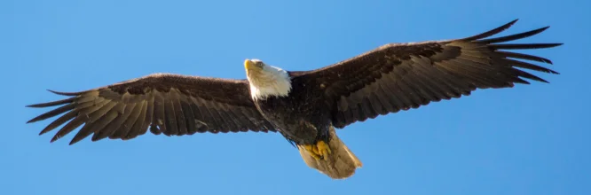 El majestuoso pigargo europeo