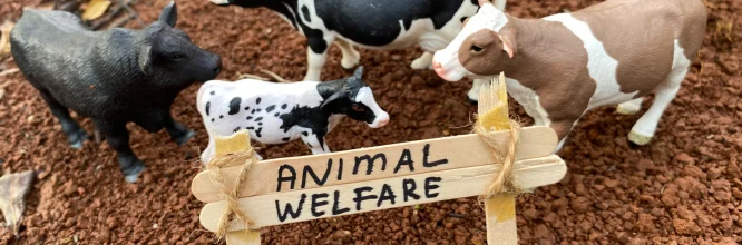 Normativa bienestar animal