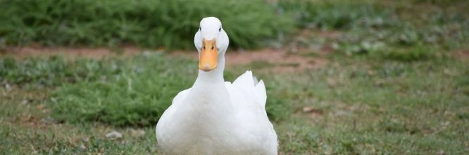 los patos comen comida para perros