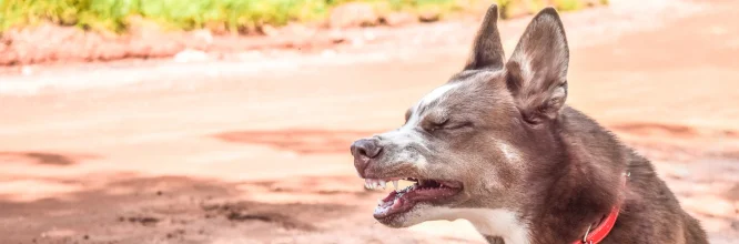 cómo puedo calmar la garganta de mi perro