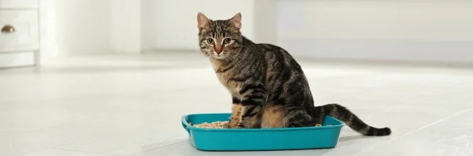 Conoce qué le diferencia al gato atigrado del resto de los felinos