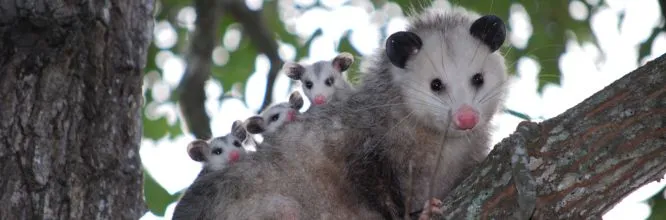 Possums