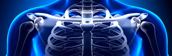 Articulación esternoclavicular: todo lo que tienes que saber 