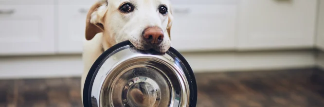 Estas son las comidas humanas que sí puedes dar a tu perro 