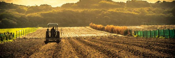 Qual è la differenza tra l'agricoltura intensiva ed estensiva? 