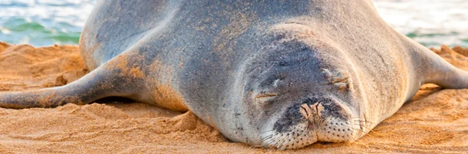 ¿Por qué está en peligro la foca monje del mediterráneo?