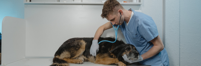 Quali sono i compiti fondamentali di un veterinario? 