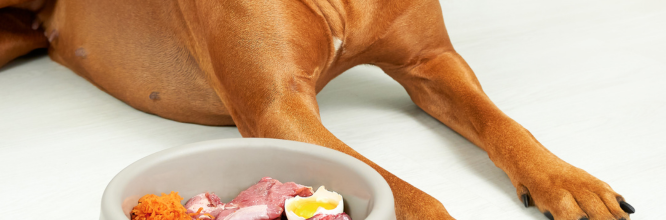 Estas son las claves de la dieta BARF en perros