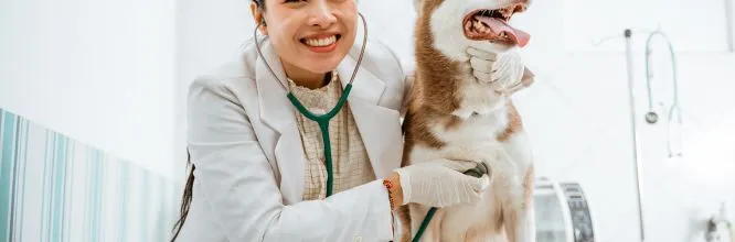  Cosa studiare per diventare assistente veterinario? 